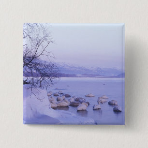 Azië, Japan, Hokkaido, Akan NP, Whopper Zwanen Vierkante Button 5,1 Cm