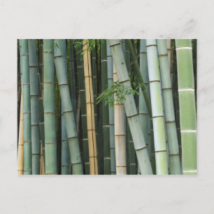 Azië, Japan, Kyoto, Arashiyama, Sagano, Bamboe Briefkaart