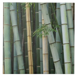 Azië, Japan, Kyoto, Arashiyama, Sagano, Bamboo Tegeltje
