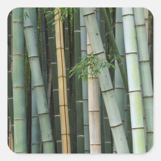 Azië, Japan, Kyoto, Arashiyama, Sagano, Bamboo Vierkante Sticker (Voorkant)