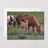 Azië, Mongolië, de Gobi-woestijn. Wilde paarden Briefkaart (Voorkant / Achterkant)