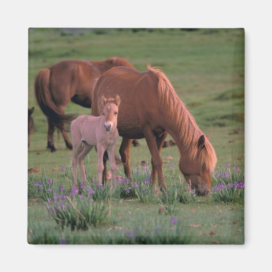 Azië, Mongolië, de Gobi-woestijn. Wilde paarden Magneet (Voorkant)