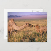 Azië, Mongolië, Gobi-woestijn, Grote Gobi Briefkaart (Voorkant / Achterkant)