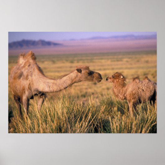 Azië, Mongolië, Gobi-woestijn, Grote Gobi Poster (Voorkant)