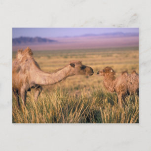 Azië, Mongolië, Gobiwoestijn, Grote Gobi Briefkaart