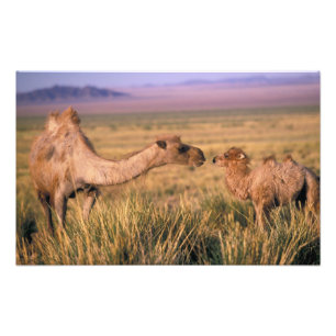Azië, Mongolië, Gobiwoestijn, Grote Gobi Foto Afdruk