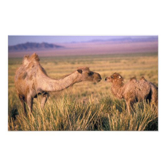 Azië, Mongolië, Gobiwoestijn, Grote Gobi Foto Afdruk (Voorkant)