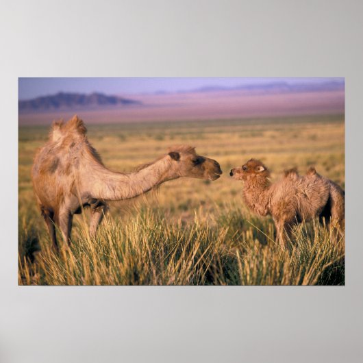 Azië, Mongolië, Gobiwoestijn, Grote Gobi Poster (Voorkant)