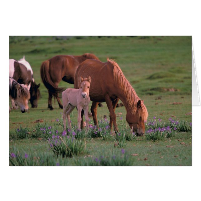 Azië, Mongolië, Gobiwoestijn. Wilde paarden (Voorkant Horizontaal)