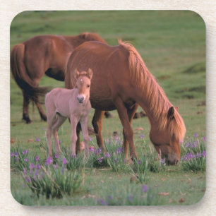 Azië, Mongolië, Gobiwoestijn. Wilde paarden Bier Onderzetter