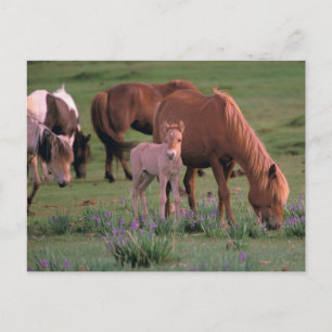 Azië, Mongolië, Gobiwoestijn. Wilde paarden Briefkaart