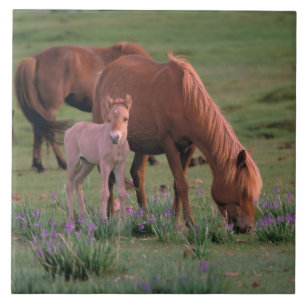 Azië, Mongolië, Gobiwoestijn. Wilde paarden Tegeltje