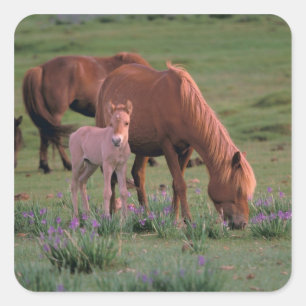 Azië, Mongolië, Gobiwoestijn. Wilde paarden Vierkante Sticker