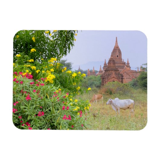 Azië, Myanmar (Birma), Bagan. Koeien Magneet (Horizontaal)