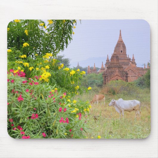 Azië, Myanmar (Birma), Bagan. Koeien Muismat (Voorkant)