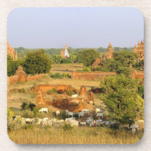 Azië, Myanmar (Birma), Bagan. Koeien passeren Onderzetter