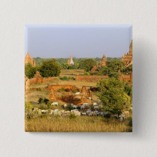 Azië, Myanmar (Birma), Bagan. Koeien passeren Vierkante Button 5,1 Cm