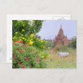 Azië, Myanmar (Birma), Bagan (Pagan). Koeien Briefkaart (Voorkant / Achterkant)