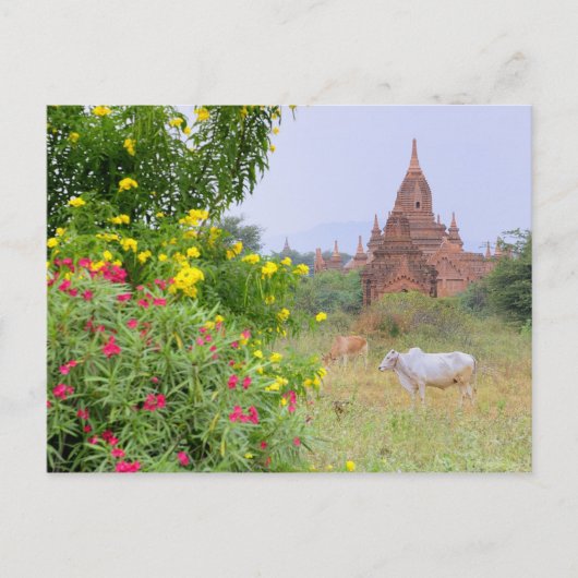 Azië, Myanmar (Birma), Bagan (Pagan). Koeien Briefkaart (Voorkant)