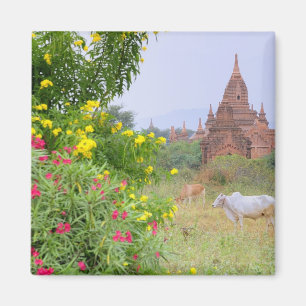Azië, Myanmar (Birma), Bagan (Pagan). Koeien Magneet