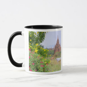 Azië, Myanmar (Birma), Bagan (Pagan). Koeien Mok