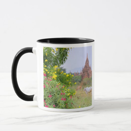 Azië, Myanmar (Birma), Bagan (Pagan). Koeien Mok (Links)