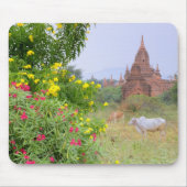 Azië, Myanmar (Birma), Bagan (Pagan). Koeien Muismat (Voorkant)