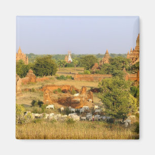 Azië, Myanmar (Birma), Bagan (Pagan). Koeien passe Magneet