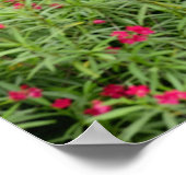 Azië, Myanmar (Birma), Bagan (Pagan). Koeien Poster (Hoek)