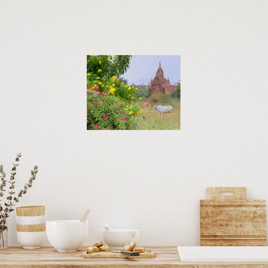 Azië, Myanmar (Birma), Bagan (Pagan). Koeien Poster (Keuken)