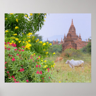 Azië, Myanmar (Birma), Bagan (Pagan). Koeien Poster