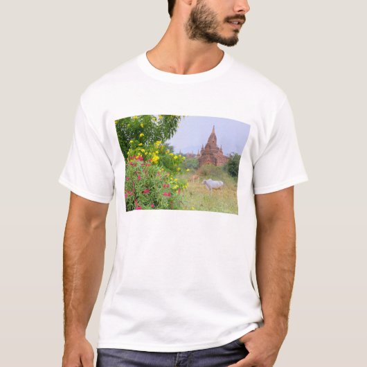 Azië, Myanmar (Birma), Bagan (Pagan). Koeien T-shirt (Voorkant)