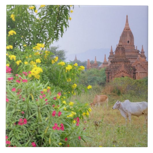Azië, Myanmar (Birma), Bagan (Pagan). Koeien Tegeltje (Voorkant)