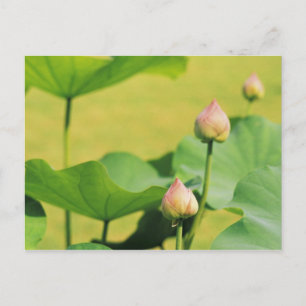 Azië, Thailand, Bangkok. Groot Paleis, lotus Briefkaart