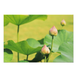 Azië, Thailand, Bangkok. Groot Paleis, lotus Foto Afdruk
