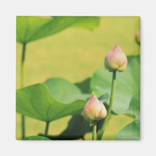 Azië, Thailand, Bangkok. Groot Paleis, lotus Magneet