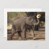 Azië, Thailand, Lampang Bowing met pet - Thai Briefkaart (Voorkant / Achterkant)