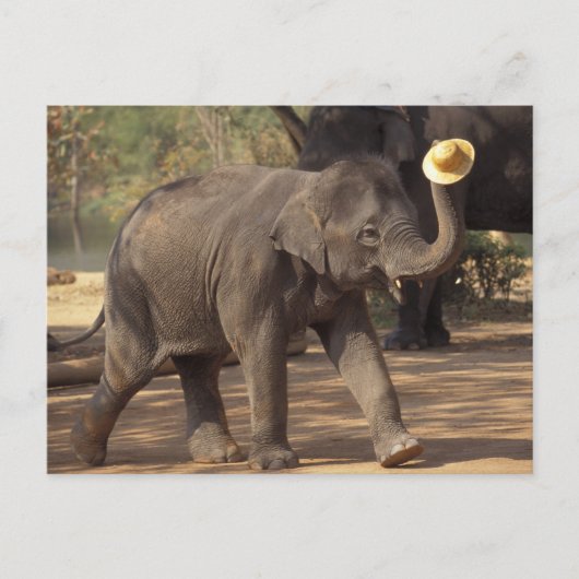 Azië, Thailand, Lampang Bowing met pet - Thai Briefkaart (Voorkant)