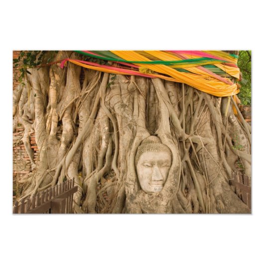 Azië, Thailand, Siam, Boeddha in boomholtes bij Foto Afdruk (Voorkant)