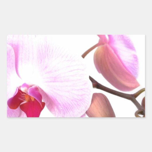 Aziza Orchid Blossom Rechthoekige Sticker (Voorkant)