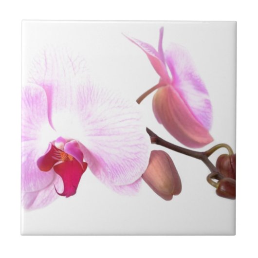 Aziza Orchid Blossom Tegeltje (Voorkant)