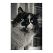 Azurblauwe ziel zwart-wit kat fijne kunst 