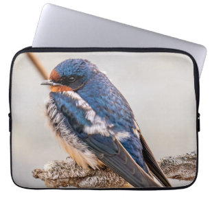 Azure Avian: Boerenzwaluw Canadese wilde vogel Laptop Sleeve