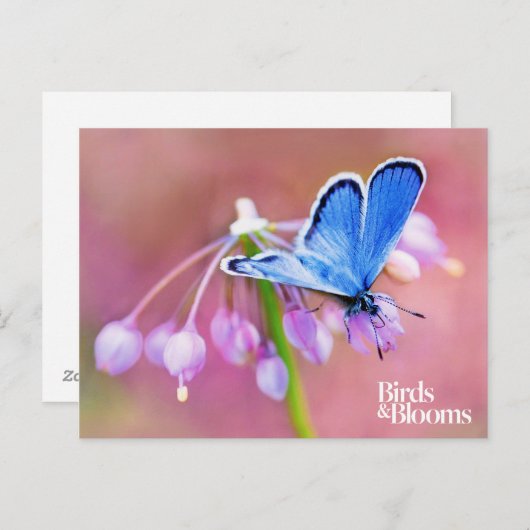 Azure Butterfly Briefkaart (Voorkant / Achterkant)