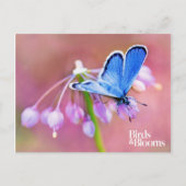 Azure Butterfly Briefkaart (Voorkant)