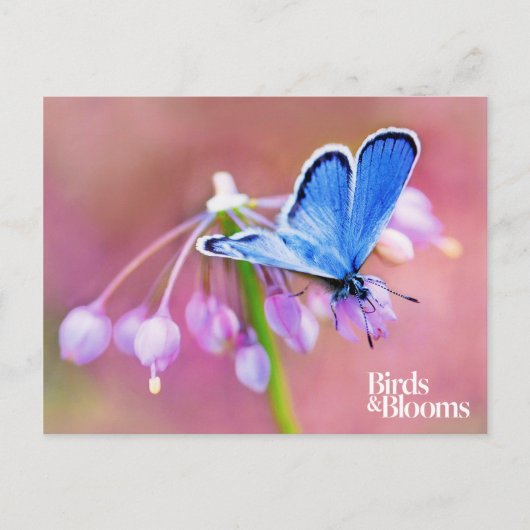 Azure Butterfly Briefkaart (Voorkant)