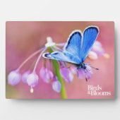 Azure Butterfly Fotoplaat (voorkant)