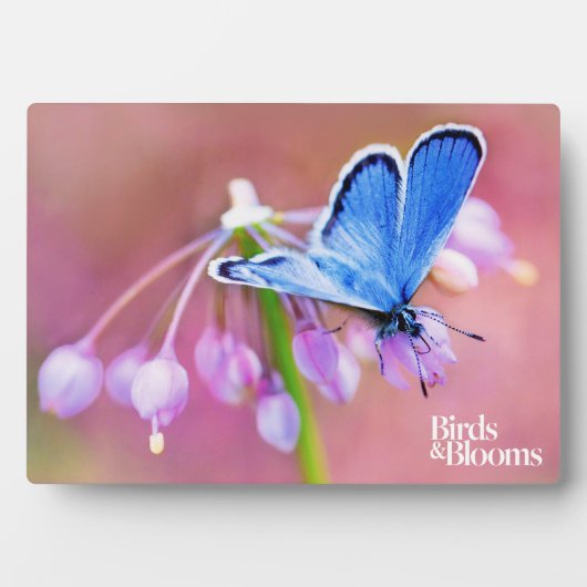 Azure Butterfly Fotoplaat (voorkant)