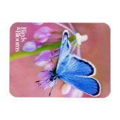 Azure Butterfly Magneet (Horizontaal)