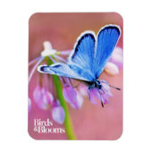 Azure Butterfly Magneet (Verticaal)